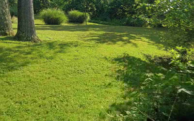 Photo of Carol C.'s yard after getting lawn care in Lancaster, OH