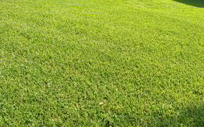 Photo of Brett H.'s yard after getting lawn care in Mission, TX