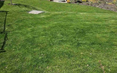 Photo of Letchas c.'s yard after getting lawn care in Weymouth, MA