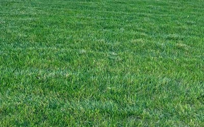 Photo of Linda B.'s yard after getting lawn care in Canal Winchester, OH