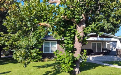 Photo of Michelle R.'s yard after getting lawn care in Smithville, TX