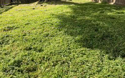 Photo of Brenda M.'s yard after getting lawn care in San Bruno, CA