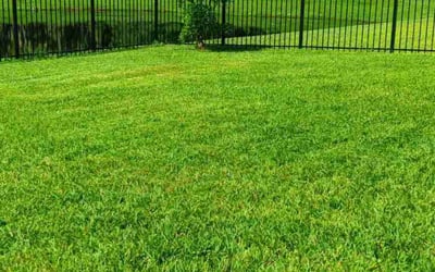 Photo of James S.'s yard after getting lawn care in Palmetto, FL
