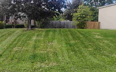 Photo of Tania H.'s yard after getting lawn care in Madison, CT