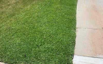 Photo of Nicole H.'s yard after getting lawn care in Tehachapi, CA