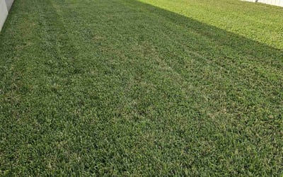Photo of Gary R.'s yard after getting lawn care in Astoria, NY