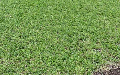 Photo of Anna Marie C.'s yard after getting lawn care in Cedar Park, TX