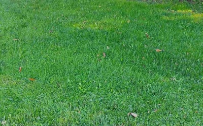 Photo of Mark M.'s yard after getting lawn care in Lancaster, OH