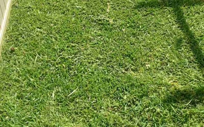 Photo of Scott B.'s yard after getting lawn care in Mission Hills, CA