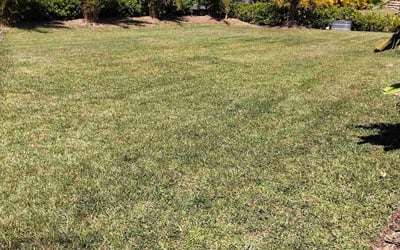 Photo of Alejandro G.'s yard after getting lawn care in Miami Beach, FL