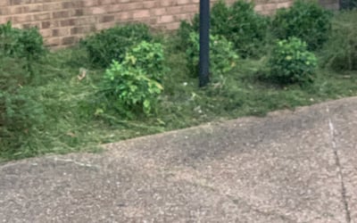 Photo of Barbara S.'s yard after getting tree care in Zion, IL