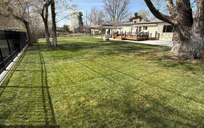 Photo of Felicia P.'s yard after getting lawn care in Federal Heights, CO