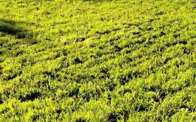 Photo of Stephen G.'s yard after getting lawn care in San Diego, CA