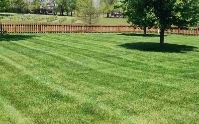 Photo of Ruth G.'s yard after getting lawn care in Broomfield, CO