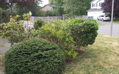 Photo of Henry B.'s yard after getting tree care in Grass Valley, CA