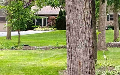 Photo of Saralee S.'s yard after getting lawn care in Irving Park, IL
