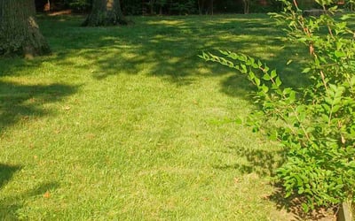 Photo of Philip R.'s yard after getting lawn care in Byhalia, MS