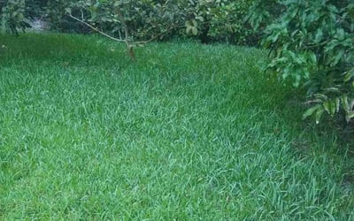 Photo of Teresa L.'s yard after getting lawn care in Palm Beach Gardens, FL