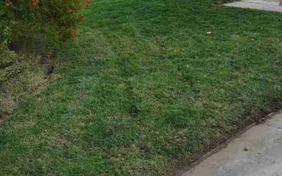 Photo of Judy P.'s yard after getting lawn care in Big Bear City, CA