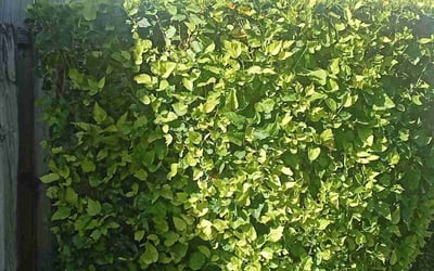 Photo of Adam S.'s yard after getting lawn care in Roseville, MN