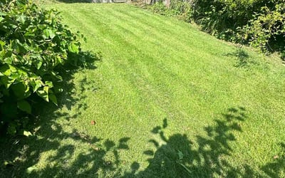 Photo of Alexia F.'s yard after getting lawn care in Alexandria, VA