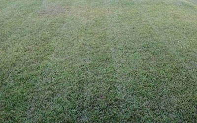 Photo of Anthony F.'s yard after getting lawn care in Lexington, SC