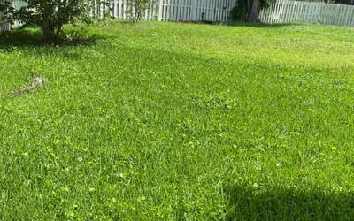 Photo of Sonja W.'s yard after getting lawn care in Buena Park, CA