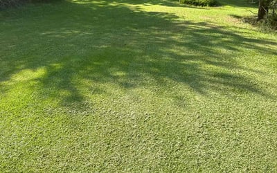 Photo of Keith B.'s yard after getting lawn care in Easley, SC