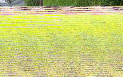 Photo of Mary M.'s yard after getting lawn care in Galloway, OH