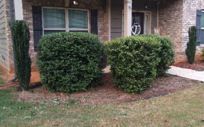 Photo of Katherine C.'s yard after getting tree care in Bellingham, WA