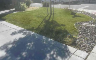 Photo of Dj P.'s yard after getting lawn care in Sparks, NV