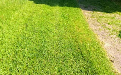 Photo of William N.'s yard after getting lawn care in Milford, PA