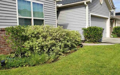 Photo of Lisa S.'s yard after getting lawn care in Hilton Head Island, SC
