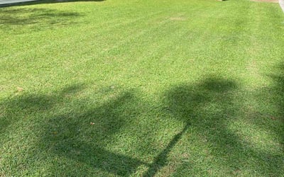 Photo of Haillie A.'s yard after getting lawn care in Summerville, SC