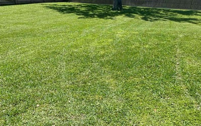 Photo of Israel P.'s yard after getting lawn care in Willis, TX