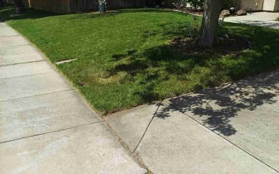 Photo of Kelly G.'s yard after getting lawn care in Mill Valley, CA