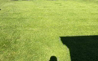 Photo of Hala H.'s yard after getting lawn care in San Juan Capistrano, CA