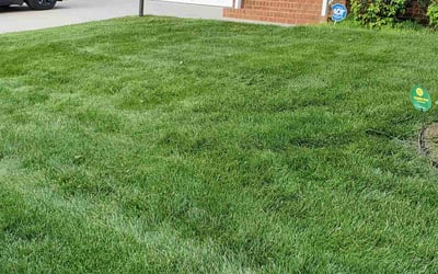 Photo of Sally M.'s yard after getting lawn care in Sandston, VA