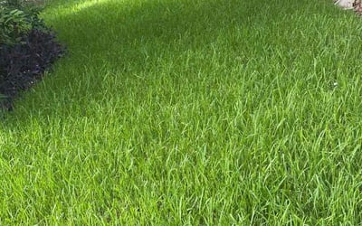 Photo of Jaclyn H.'s yard after getting lawn care in Litchfield Park, AZ