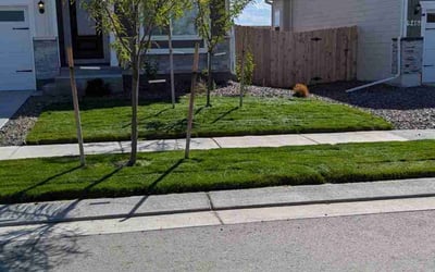 Photo of Rob G.'s yard after getting lawn care in Commerce City, CO