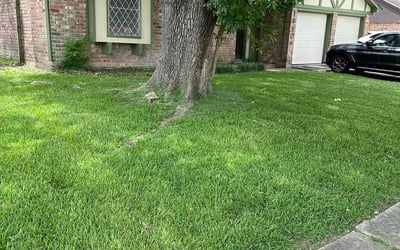 Photo of Kristen K.'s yard after getting lawn care in Princeton, TX