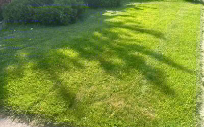 Photo of Ricardo M.'s yard after getting lawn care in Elmhurst, NY