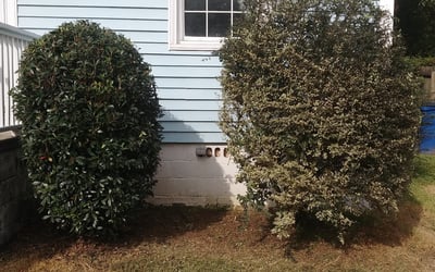 Photo of Pamela J.'s yard after getting tree care in Anchorage, AK