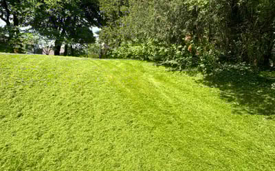 Photo of Lisa B.'s yard after getting lawn care in Bloomfield Hills, MI