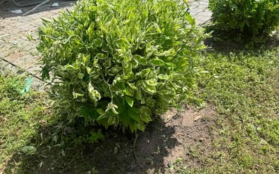 Photo of Pelagia L.'s yard after getting lawn care in Latham, NY