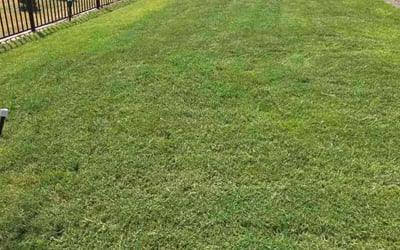 Photo of Porsha S.'s yard after getting lawn care in Oak Cliff, TX