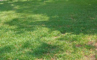 Photo of Vernon K.'s yard after getting lawn care in Lancaster, PA