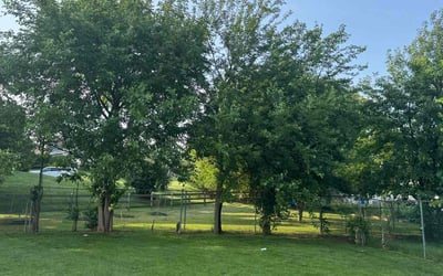 Photo of Connor J.'s yard after getting lawn care in East Peoria, IL