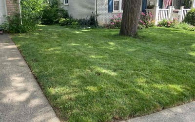 Photo of Nichole W.'s yard after getting lawn care in Lakewood, WA