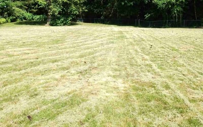 Photo of Rakshit R.'s yard after getting lawn care in Belchertown, MA